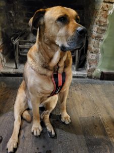 Osprey Leather Dog Lead