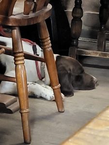 Osprey Leather Dog Lead