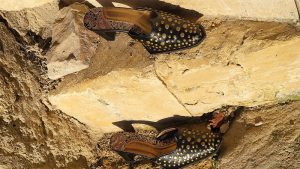 Leather Studded Mule Shoes