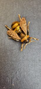 Bumblebee Brooch